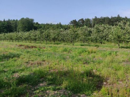 Działka rolna przy lesie, blisko Grójec