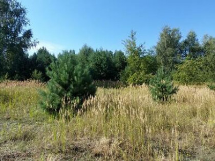 Działka 16ar Rosocha - Kolonia gm. Golina
