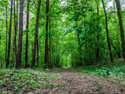 Piękny las w miejscowości Rakowiec