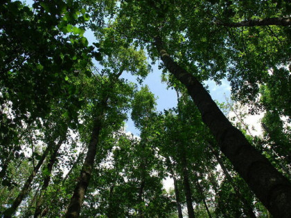 Dwie działki do inwestycji, Las liścias, Garki, gm. Odolanów