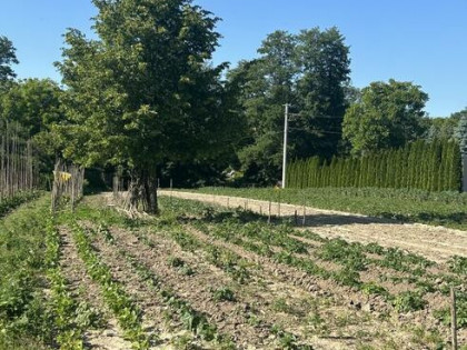 Działka rolna 21 arów Giebułtów gmina Wielka Wieś