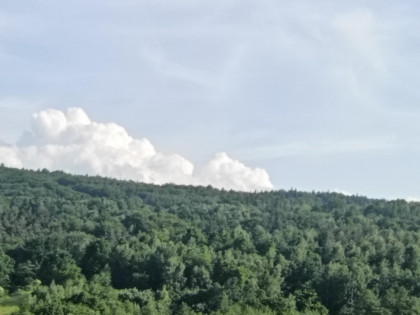 Działki leśne w Lipnicy Dolnej - 6 hektarów