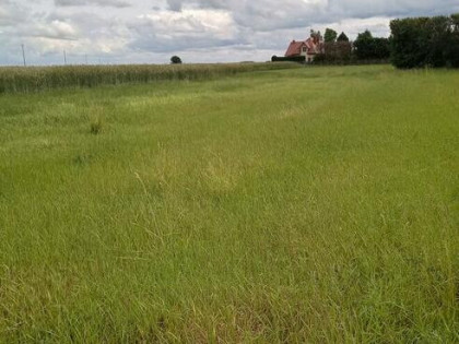 Działka budowlana - Dąbrowa Wielka