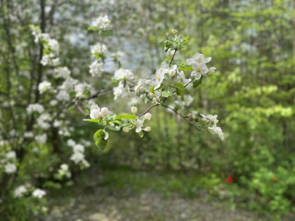 SPRZEDAM MIESZKANIE