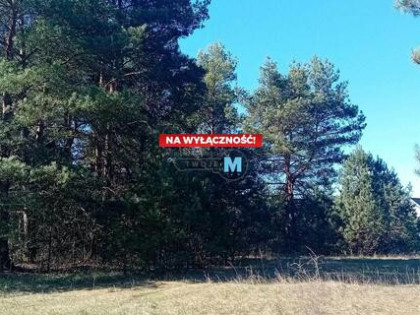 Działka leśna Morawica Morawica