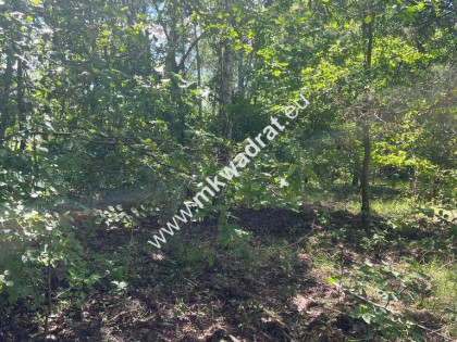 Działka budowlana 3218 m2 Radonie z MPZP Okazja