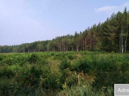 Puszcza Bialowieska , dzalka 23,2674