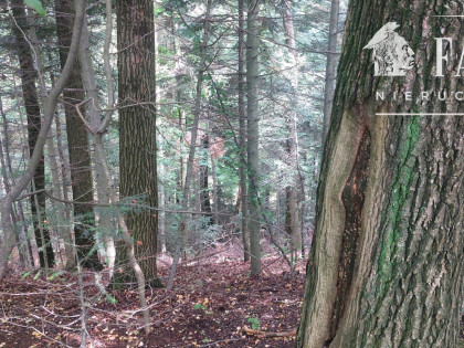 Stróżówka, las 0,95 ha, 1152S/2025