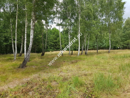 Działka Budy Grzybek 2960 m2