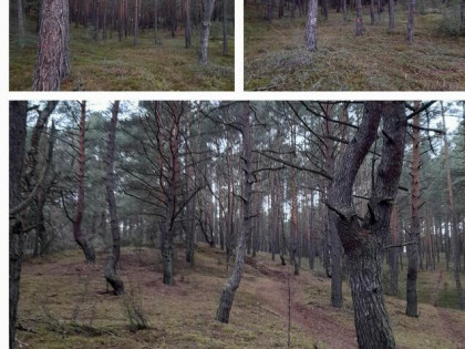 Działki leśne w pakiecie lub osobno