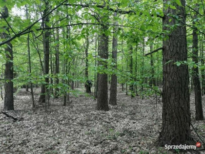 SPRZEDAM LAS DĘBOWY 100 letni