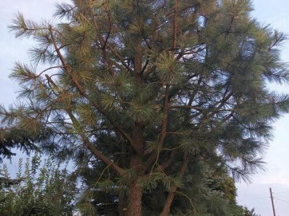 Działka rekreacyjna