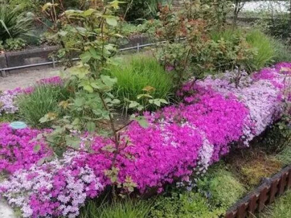 Rodzinny Ogród Działkowy ROD w centrum Bartoszyce