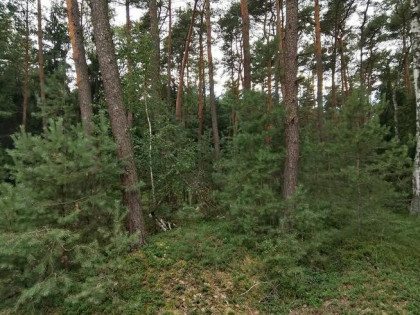 Sprzedam działkę leśną w Zbiersku