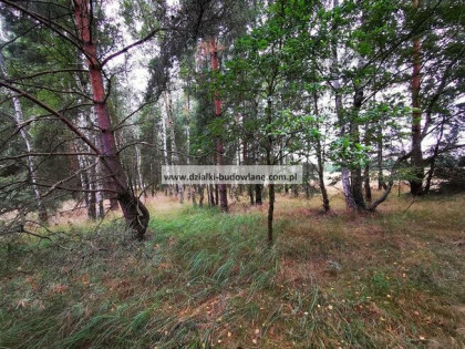 Las. Działka leśna