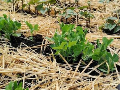 Urocza działka ROD z altanką, nasadzeniami i wyposażeniem