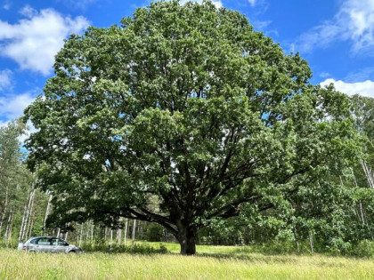 Działka rolna Dzierniakowo gm. Gródek
