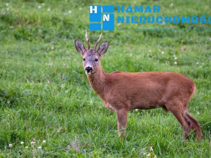 Duża działka w świetnej lokalizacji !