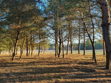 Działki nad rzeką – inwestycja/wypoczynek, Bałtów, Jura Park