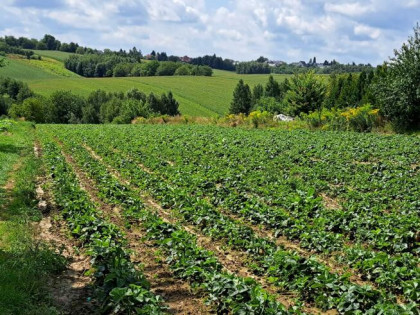 Działka budowlana Szczodrkowice gm. Skała