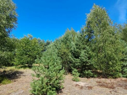 Działki budowlane o powierzchni 1253m2, 1348m2,Prażuchy Nowe