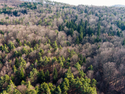 Działka leśna- Olszowa-Zakliczyn -Małopolska
