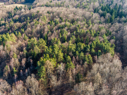 Działki leśne- Olszowa-Zakliczyn -Małopolska