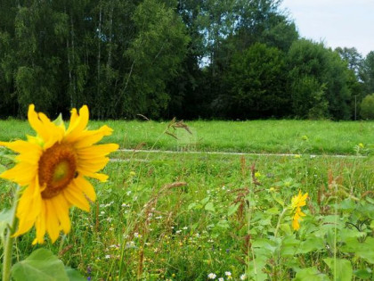 Działka siedliskowa Chronów gm. Nowy Wiśnicz