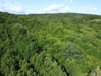 Działka rolno - leśna położona w miejscowości Pisarowce