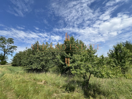 Działka rolna 3,5 ha | Dojazd asfaltowy