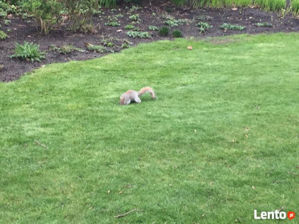 OKAZYJNIE sprzedam bezpośrednio działki budowlane koło Łodzi