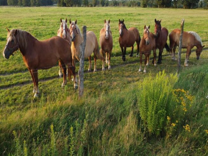 Działka rolna ok. 16 km od Nowogardu!