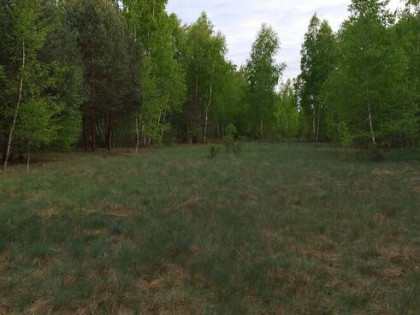 Duży, bardzo ładny teren przy Puszczy Kampinoskiej