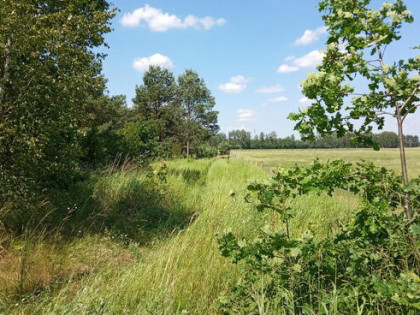 Sprzedam działkę Jesionowiec koło Wielbarka