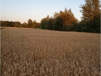 Działka budowlana 17 arów Brzeg Dolny Wołów 50 zł m2