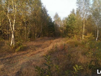 Działka rolna leśna Szczechowo okolice Sierpca