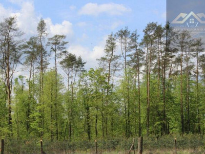 Działka leśna Wola Rzędzińska gm. Tarnów