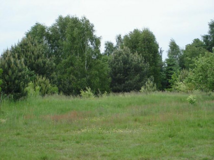 OKAZJA sprzedam działkę inwestycyjna - Wiewiorczyn