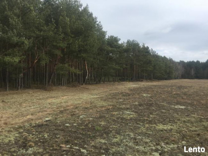 Zielonka Przyłęki działka z własnym lasem !!!