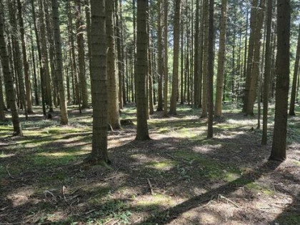 Sprzedam Las 30 ar Stara Wieś gmina Grybów