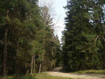 Sprzedam działkę leśną