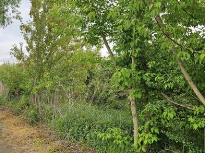 Działka rolna - SAD