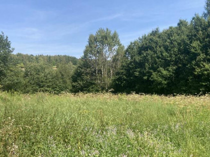 Działka w Raciborsku 17,5 ara w atrakcyjnej cenie!