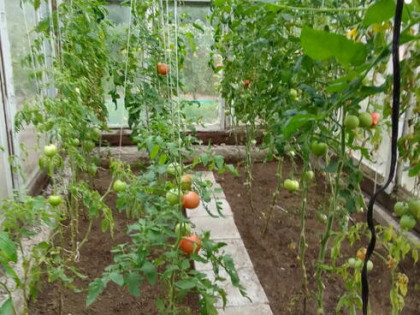 Działka rekreacyjna ROD