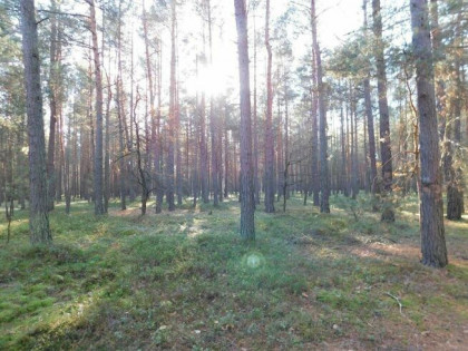 Syndyk sprzeda - Myślakowice