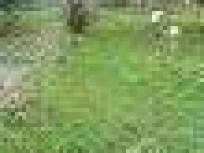 Dzialka ogrodowa do sprzedazy