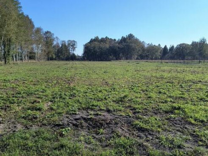 Na sprzedaż 6 dużych działek w Pilchach 150 m od jeziora Roś