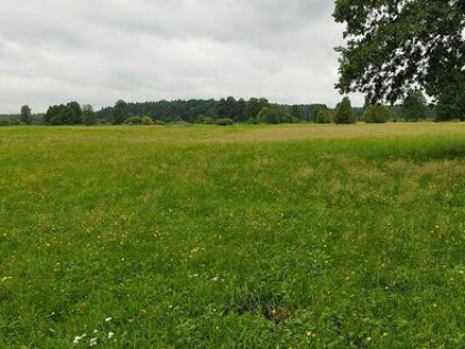 Syndyk sprzeda - Ponikiew Duża