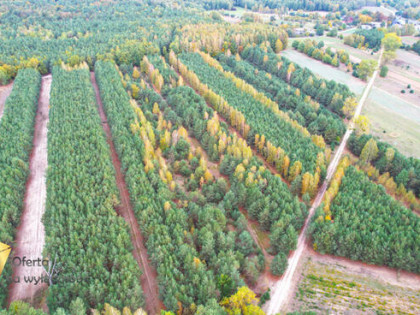 Działka leśna Stary Antonin gm. Firlej,