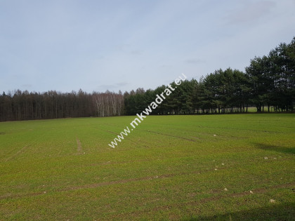 ⭐⭐⭐⭐DZIAŁKA W OTULINIE L A S U  Idealna cisza ⭐⭐⭐⭐